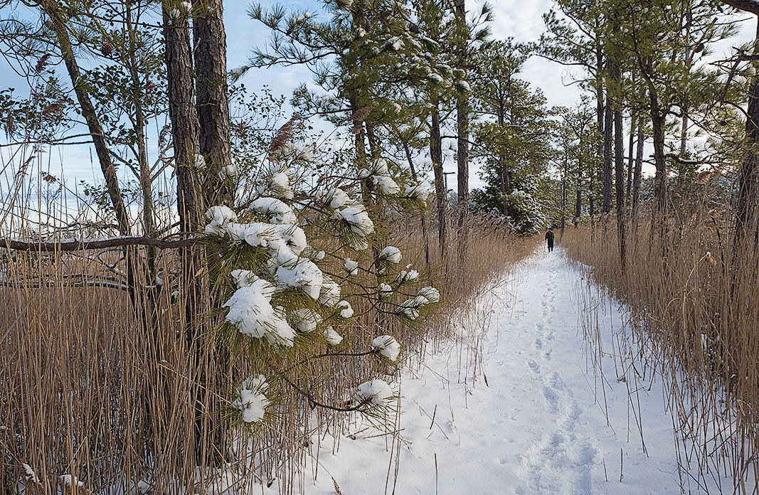 Winter trail at Taylors Island, MD